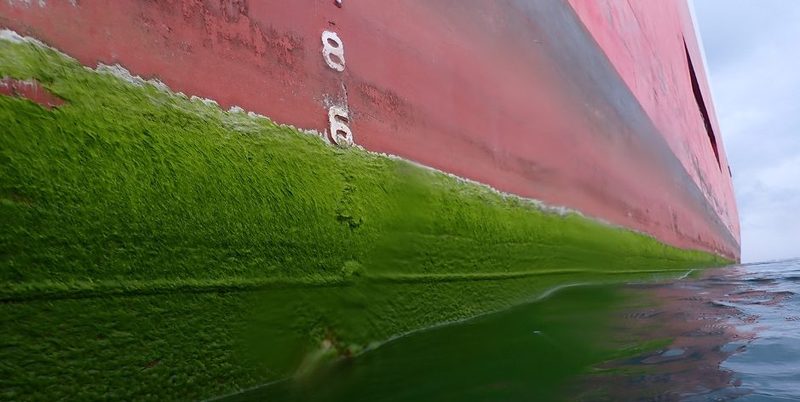 Extensive Biofouling of long grass and algae on a vessel