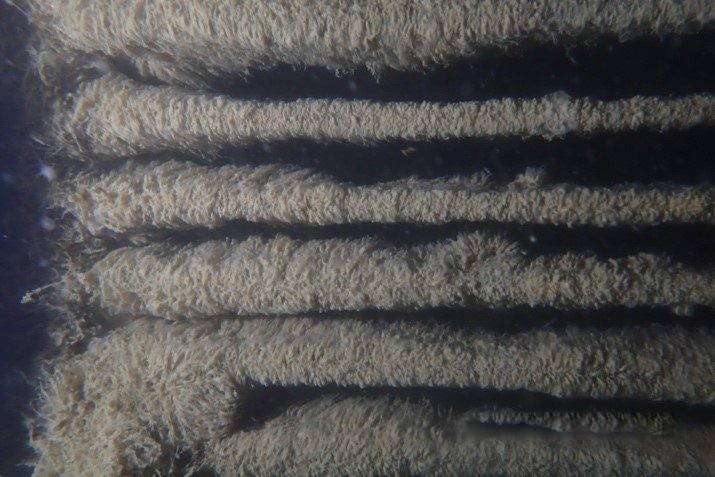 Soft growth sea chest