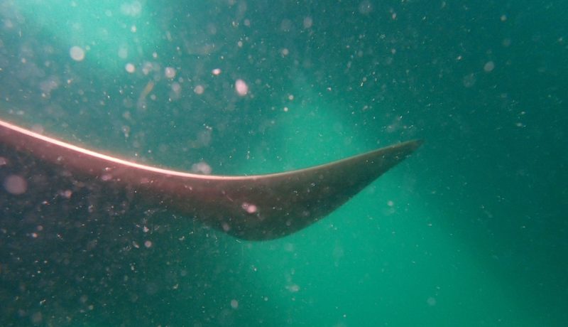 Propeller Damages Caused By Ice Debris