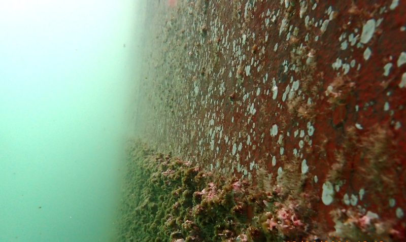 Heavy fouling on a ship hull underwater
