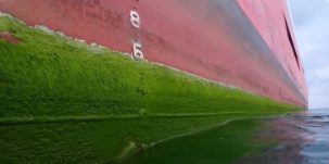 Marine growth on a ship hull at the waterline