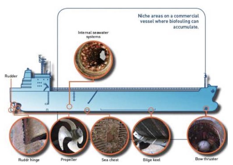 Diagram of niche areas on a commercial vessel where biofouling accumulates